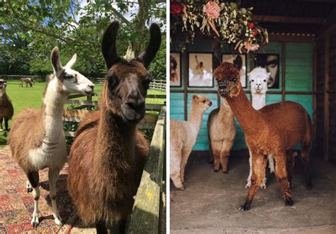 Llamas Vs Alpacas Spot The Difference Llama Experience