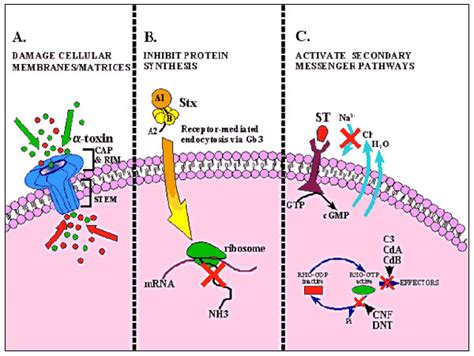 Damaging Host Cells Boundless Microbiology