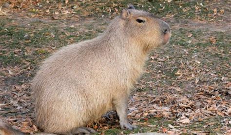 El Capibara Características Hábitat Qué Come Mascota