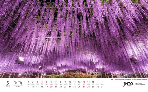 Ashikaga Flower Park Wisteria - 1920x1200 - Download HD Wallpaper ...