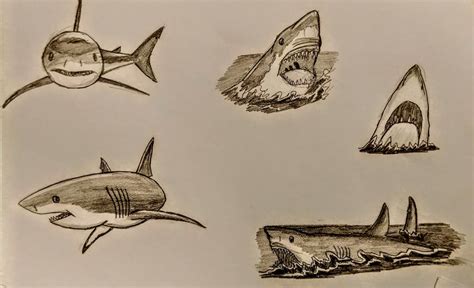 Great White Shark sketches pt.1 by GameGeeksDeviant on DeviantArt