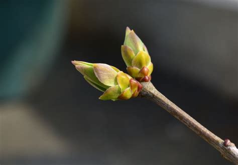 Gratis Billeder Natur Afdeling Blomst Fotografering Blad