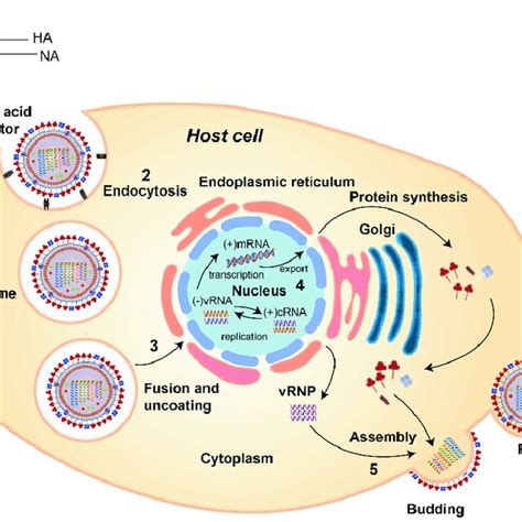 The Life Cycle Of Influenza A Virus 1 Virus Attachment To Sialic