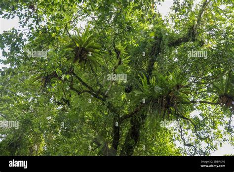 Asplenium Nidus Birds Nest Fern On The Big Tree Tropical Rain Forest