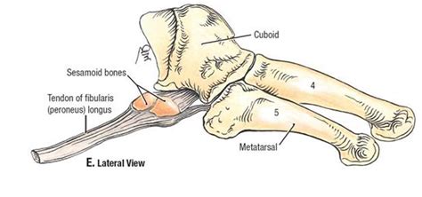 Os Peroneum The Foot And Ankle Online Journal