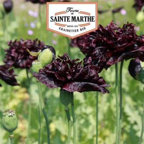 Pavot Black Peony Graines La Ferme Sainte Marthe Cdiscount