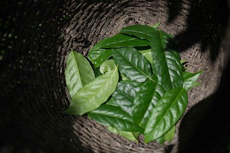 Guayusa Leaves | A Guide To The Amazonian Superleaf | Ayusa Tea