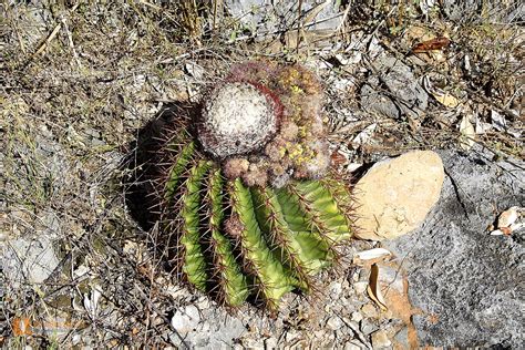 Bestellen - Kaktus (Kaktus) in freier Wildbahn - Bildagentur