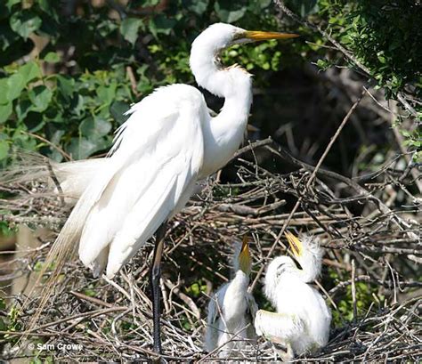 Egret vs Heron – What Sets Them Apart?