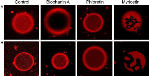 Figure From Effect Of Flavonoids On The Phase Separation In Giant