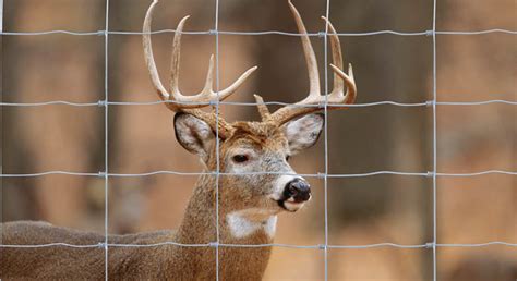 Use Fencing To Keep Deer Out The Red Brand Post