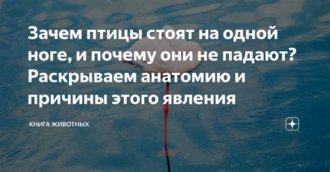 Зачем птицы стоят на одной ноге, и почему они не падают? Раскрываем ...