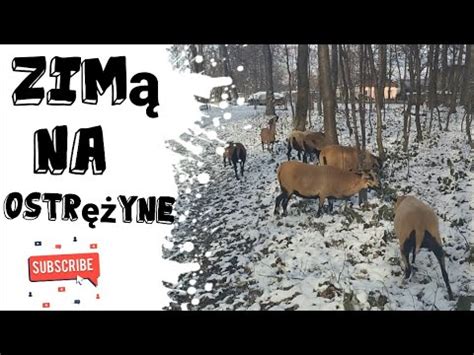 Zimowe wyjście Owiec Kameruńskich na jeżyny YouTube