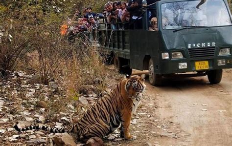 Canter Safari In Ranthambore Ranthambore National Park