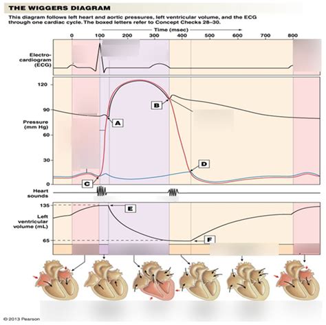 Cardio Wiggers Diagram Diagram Quizlet