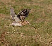 Photos Des Oiseaux De France Page