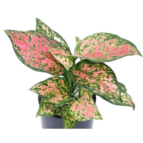 Aglaonema Lady Valentine Pink Plant Wild Roots