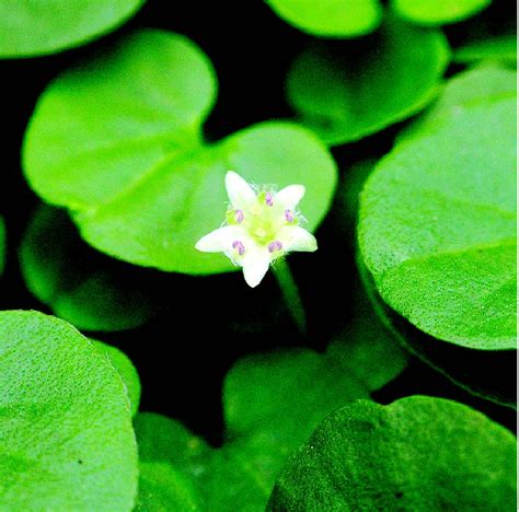 马蹄金 药用植物花谱 图片