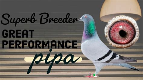 Classic Breeder Racing Pigeon With Amazing Pedigree With Excellent