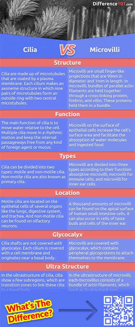 Cilia vs. Microvilli: 6 Key Differences, Pros & Cons, Similarities ...