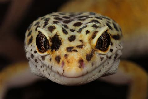 Leopard Gecko Stock Image Image Of Rock Exotic Rocky 55336263