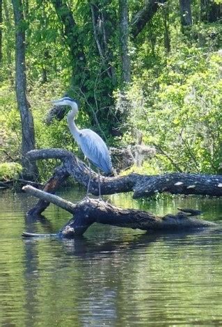 Waccamaw Wildlife Refuge - Go Wandering