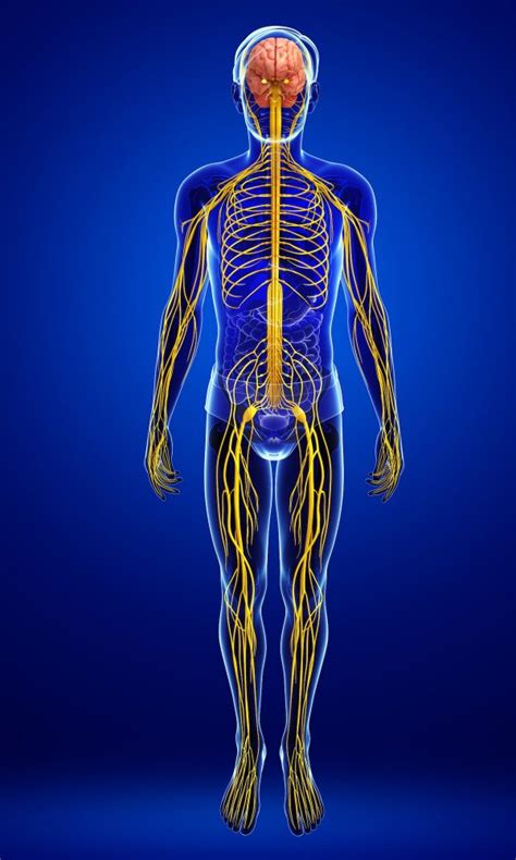 Autonomic Nervous System - 5 Star Clinic Ltd