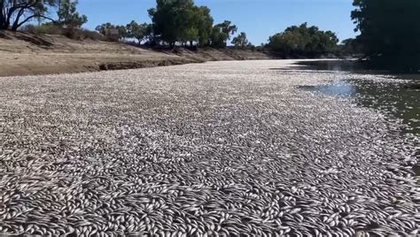 Expert Commentary Menindee Fish Kill Csiro