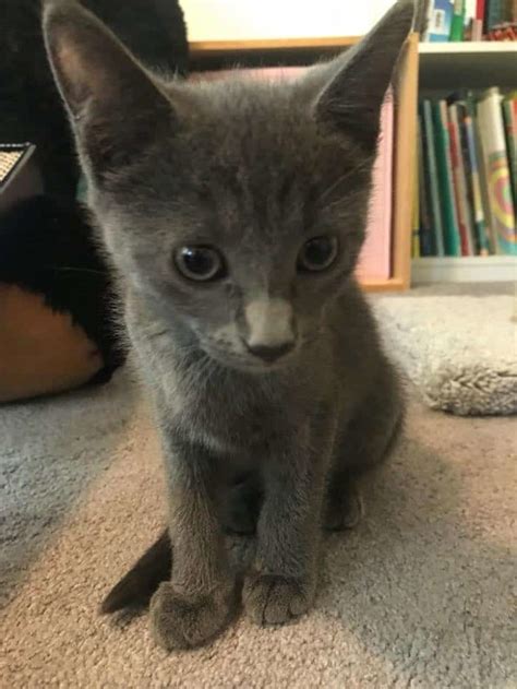 Man Who Dumped Five Kittens In Hot Carrier Faces His Day In Court Kittens All Happily Adopted