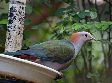 Green Imperial Pigeon