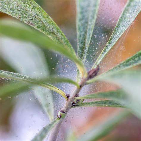 Белая паутина на комнатных растениях (57 фото)