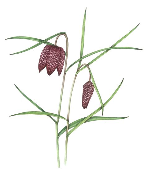 Snake S Head Fritillary Fritillaria Meleagris Lizzie Harper