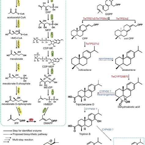 Analysis Of The Biosynthetic Pathway Of Triptolide The Green Dashed