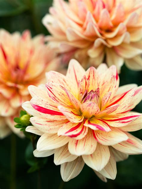 50 Dahlias to Drool Over - Sunset Magazine