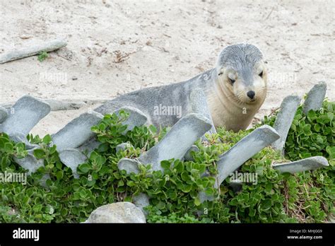 australian sea lion in kangaroo island sandy beach Stock Photo - Alamy