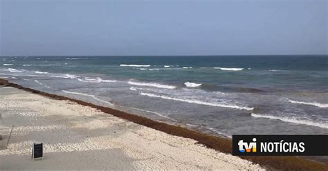 Sarga O Invade Praias Paradis Acas Das Cara Bas E Desilude Turistas