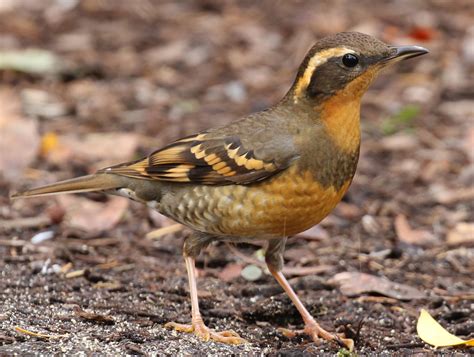 Varied Thrush | Audubon Field Guide
