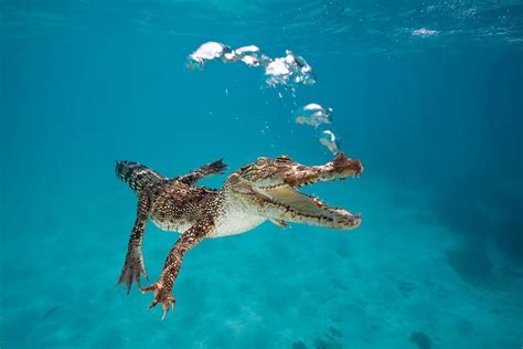 Man Prises Crocodile S Jaws Off His Head At Australian Resort Bbc News