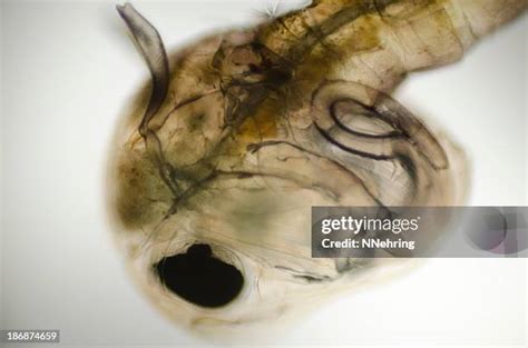 143 Mosquito Pupa Stock Photos, High-Res Pictures, and Images - Getty ...