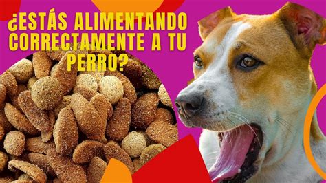 Alimentos Saludables Para Perros Youtube