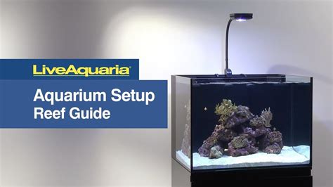 Reef Aquarium Setup Guide