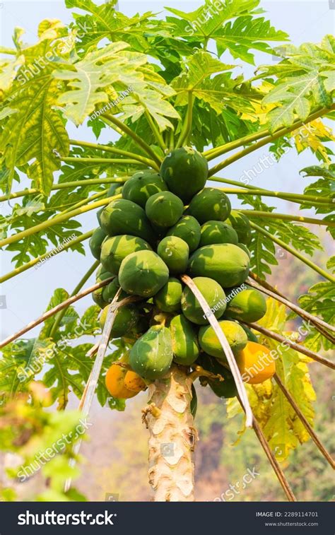 Papaya Tree Image