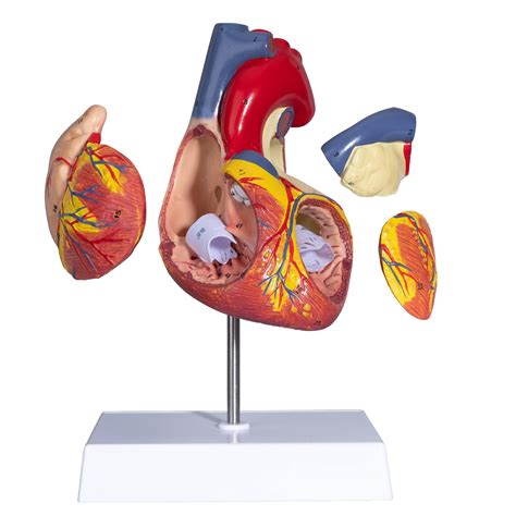 Buy Annwah Human Heart Model Heart Anatomy Model 2x D Model Of The