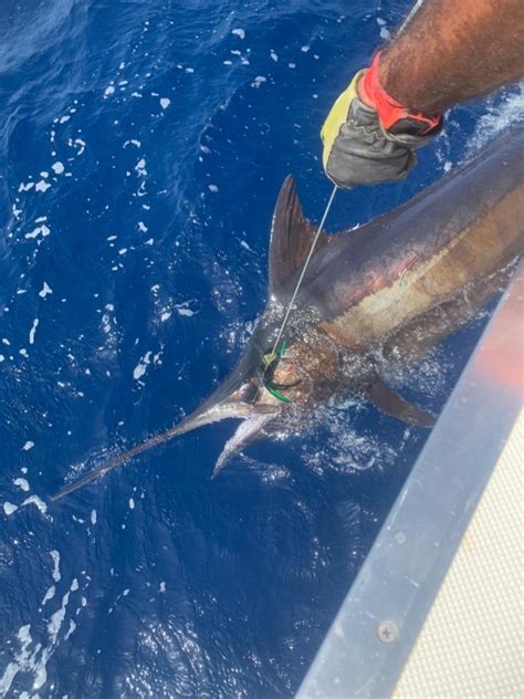 Cavalier Released A Blue Marlin Cavalier Blue Marlin