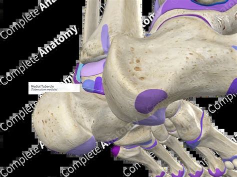 medial tubercle complete anatomy