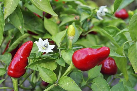 Come Coltivare I Peperoncini In Vaso Non Sprecare Jardin Potager