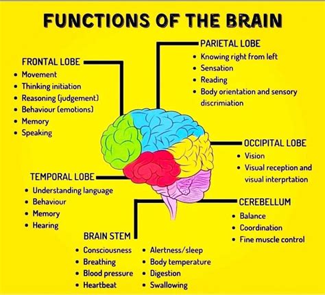 The Functions Of The Brain And Their Functions In Each Part Of The