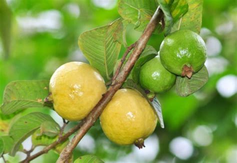 Guava Fruit Tree: A Detailed Care and Growing Guide