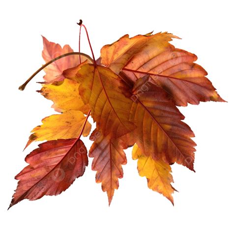 Blätter Ahorn Herbst Transparent Blatt Ahornblatt Fallen PNG Bild