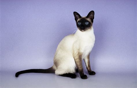 Siamese Cat • Purrfect Cat Breeds